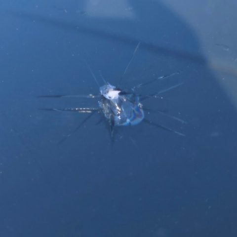 Star-break rock chip in a windshield before repair